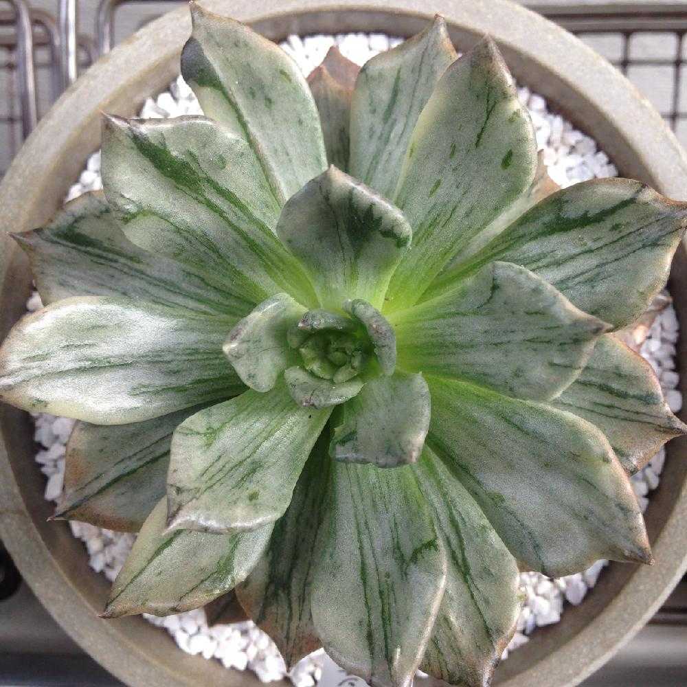 ブラック・シルバープリンス錦①｜🍀GreenSnap（グリーンスナップ）