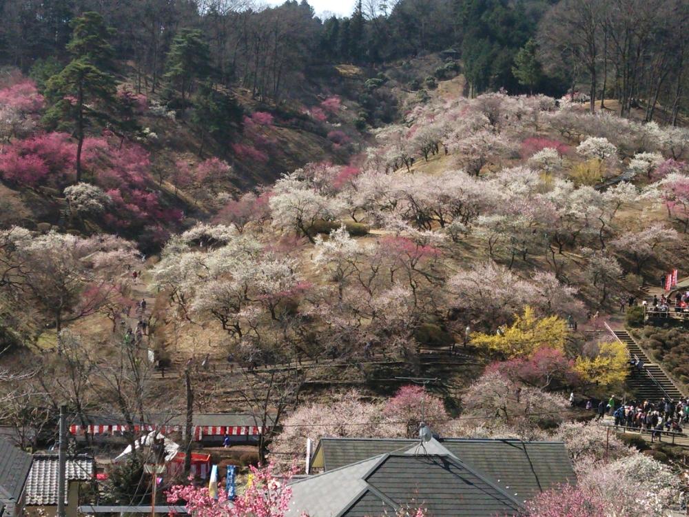 東京都青梅市の投稿画像 By やまちゃん 旅 さん 梅の郷公園と梅祭りと春pic祭りと春pic 祭りと吉野梅郷 18 月8月22日 Greensnap グリーンスナップ