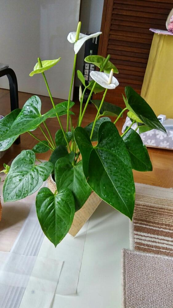 白のアンスリウム Greensnap グリーンスナップ