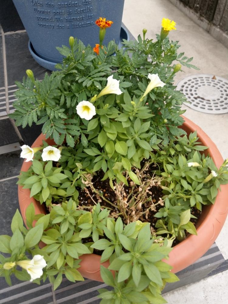 ペチュニアの投稿画像 By Plutoさん マリーゴールドとマリーゴールドと寄せ植えと黄色い花と元気もらえると可愛いと花のある暮らしと白い花 18月8月22日 Greensnap グリーンスナップ