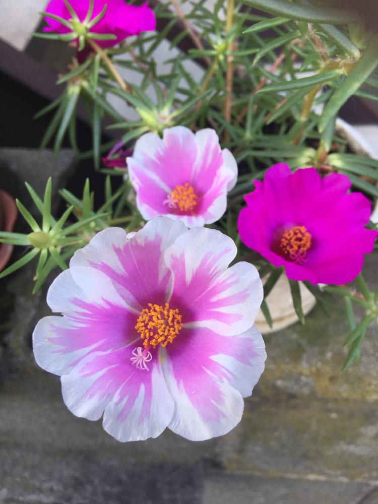 マツバボタンの投稿画像 By ちゃーみぃさん 通勤途中とマゼンタ色の花 18月8月22日 Greensnap グリーンスナップ