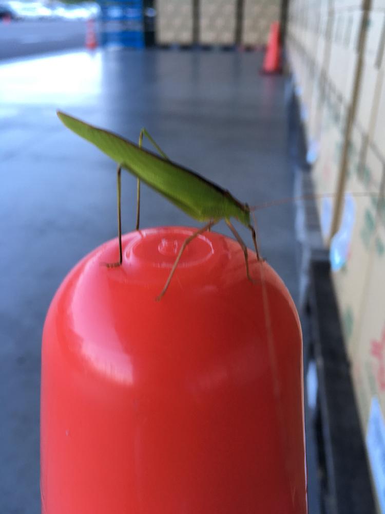 すいっちょんの投稿画像 By いちろうさん 18月8月22日 Greensnap グリーンスナップ