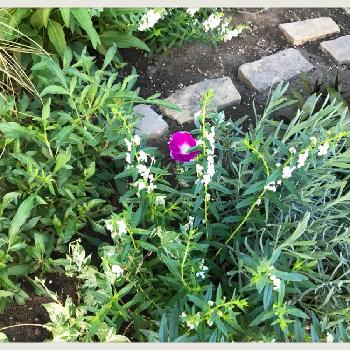 観葉あさがお 夏だよりの投稿画像一覧 Greensnap グリーンスナップ