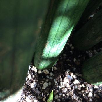 サンスベリア 偽物スタッキーの投稿画像一覧 Greensnap グリーンスナップ サンスベリア 偽物スタッキーの投稿画像一覧 Greensnap グリーンスナップ