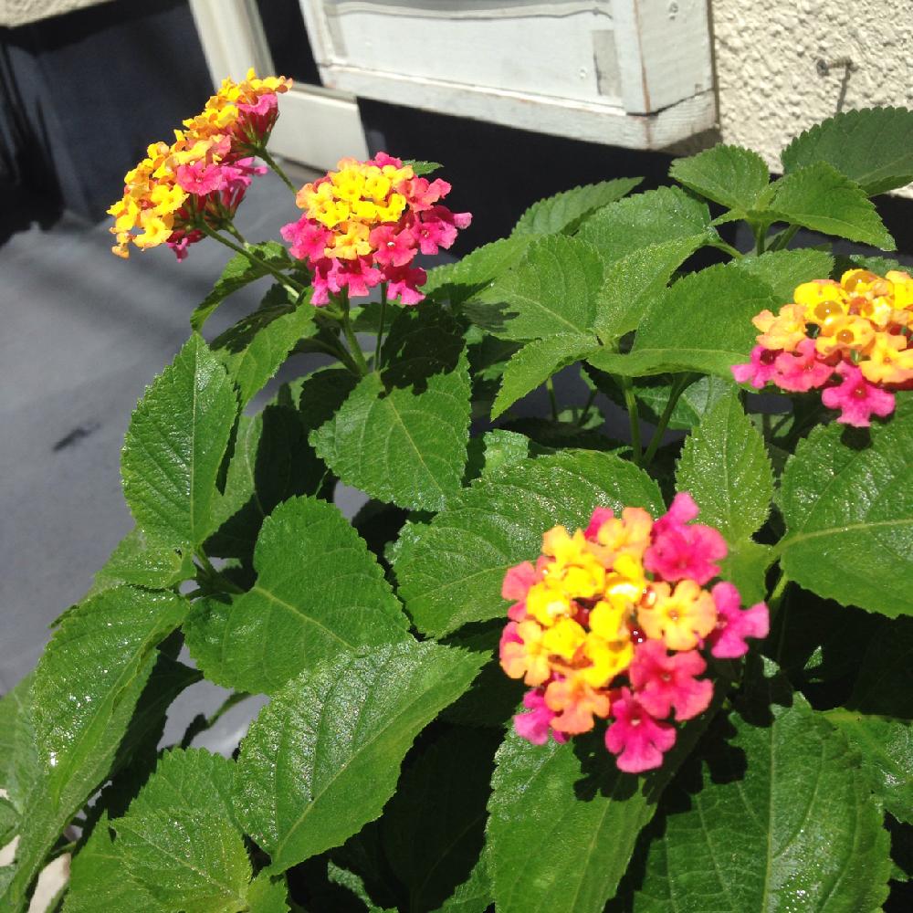 ランタナの投稿画像 By ちくちくさん ランタナ七変化と玄関と真夏の花と職場の花壇と真夏の花と職場の花壇 18月8月22日 Greensnap グリーンスナップ Greensnap グリーンスナップ
