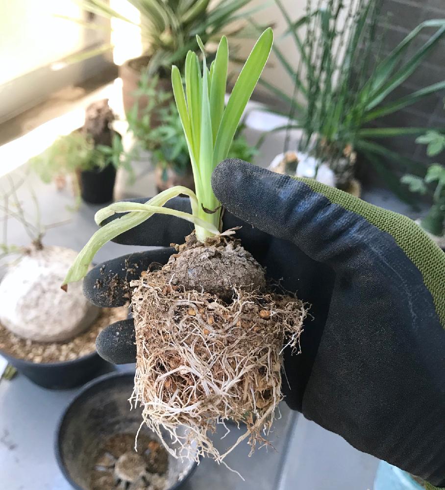 アルブカ コンコルディアナの投稿画像 By くまさん 冬型球根と陶器鉢と南アフリカ原産とgs日和とクルクル葉っぱと根鉢とアルブカコンコルディアナ とバルコニスト 18月8月22日 Greensnap グリーンスナップ