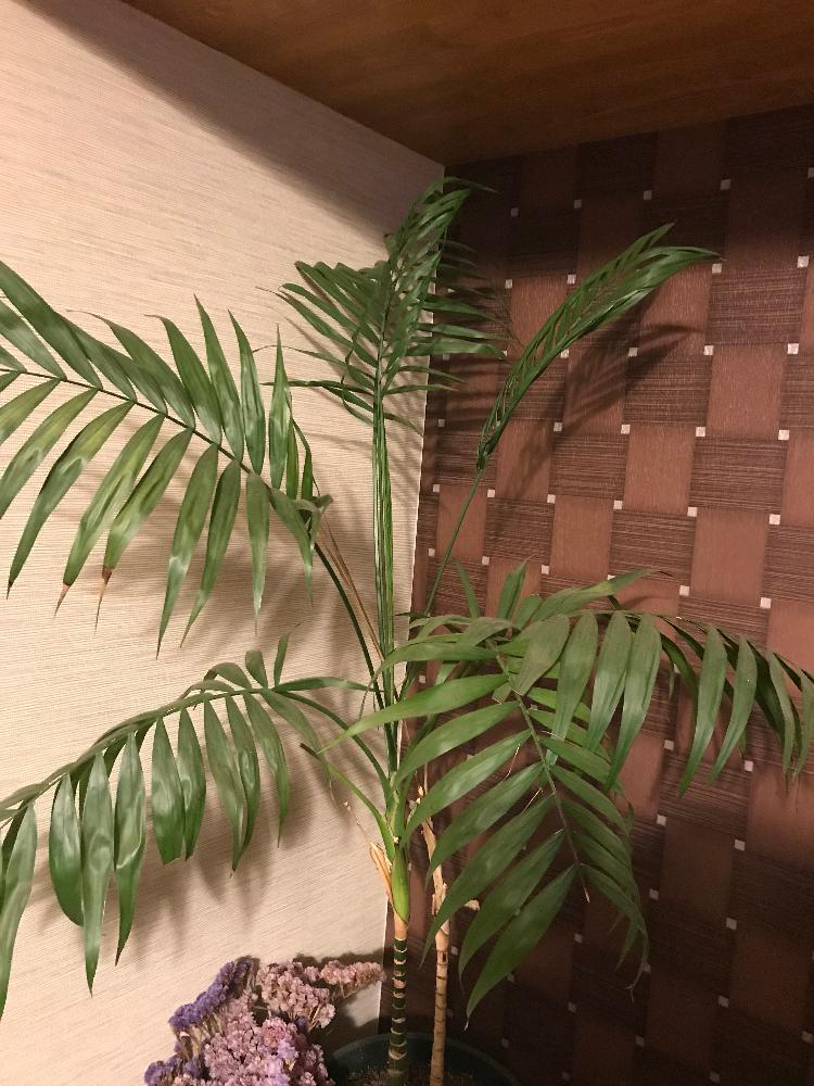 テーブルヤシの投稿画像 By Mikiさん 観葉植物と大きくな れ と観賞用と100均アレンジと花のある暮らし 18月8月22日 Greensnap グリーンスナップ