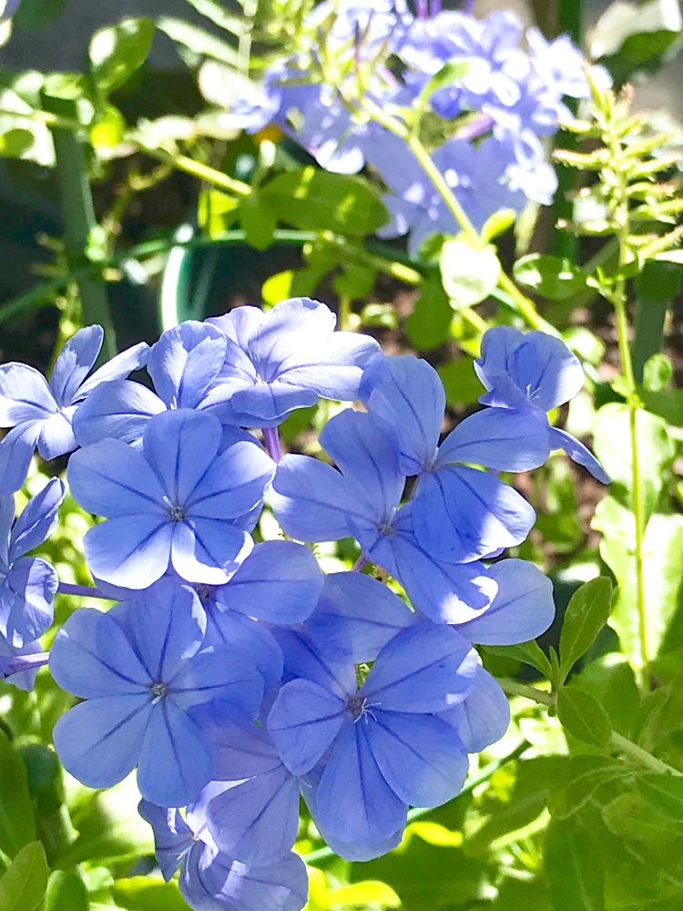 ルリマツリの投稿画像 By ひろちゃんさん 青い花と夏の花と夏の色と青い花マニアといやされるとさわやか 2018月8月22日 Greensnap グリーンスナップ