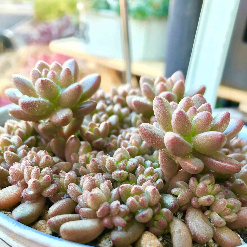 目指せ☆暴れホワイトストーンクロプ丼☆  