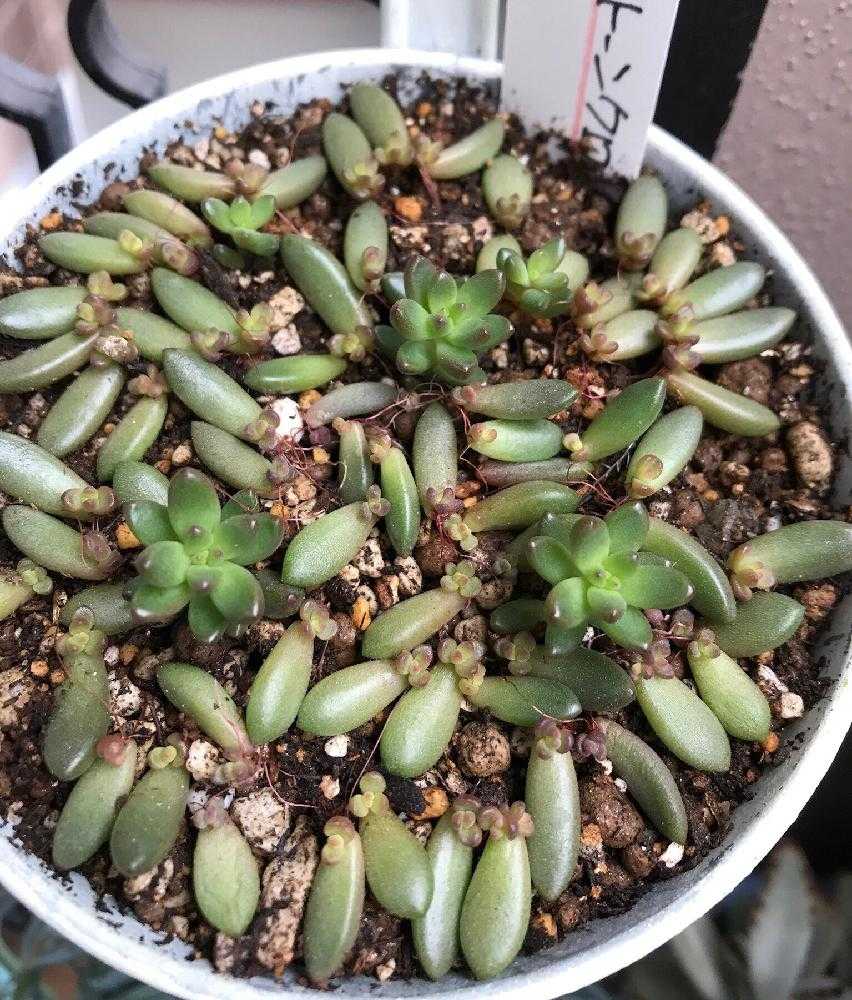 目指せ☆暴れホワイトストーンクロプ丼☆  