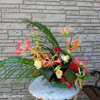 グロリオサの画像