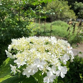 今年最後のアジサイ開花の投稿画像一覧 Greensnap グリーンスナップ