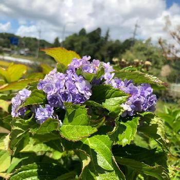 今年最後のアジサイ開花の投稿画像一覧 Greensnap グリーンスナップ