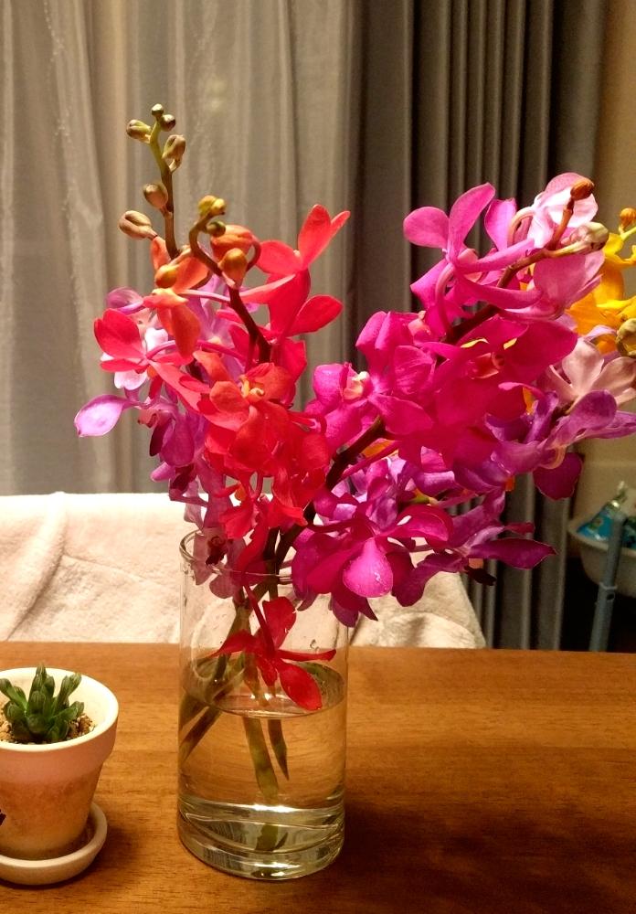 モカラの投稿画像 By アキラたそさん 南国の花とカラフルと花のある暮らし 18月8月22日 Greensnap グリーンスナップ
