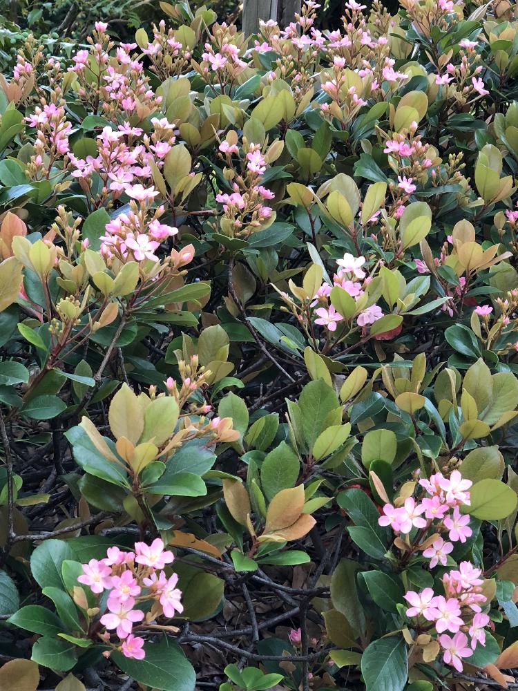 ベニバナシャリンバイの投稿画像 By らりるん さん シャリンバイとピンクの花と春のお花と春pic祭り 18月8月23日 Greensnap グリーンスナップ