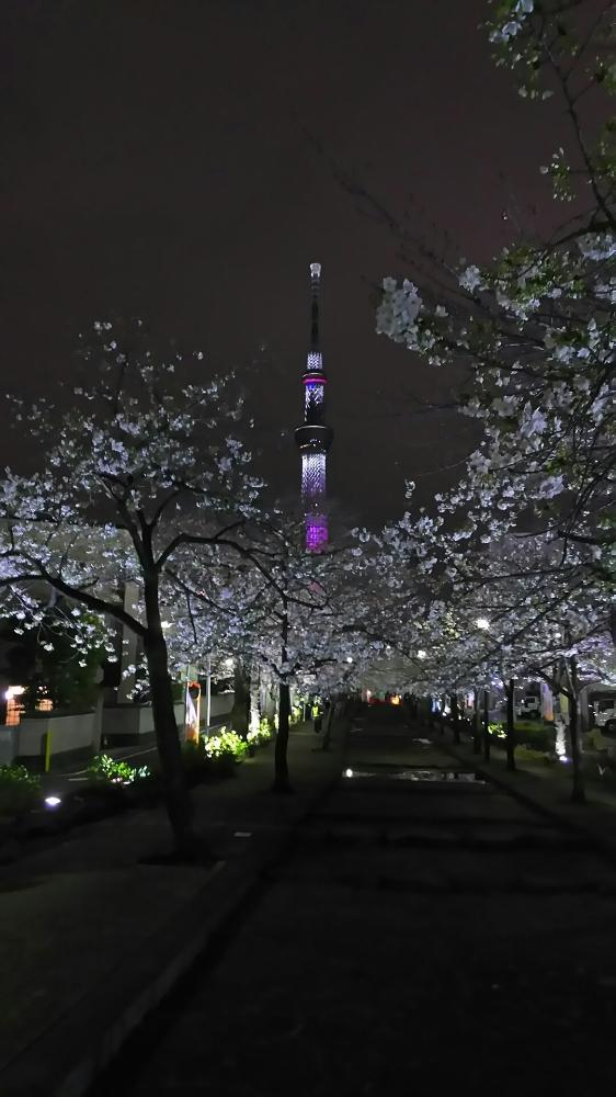 オオシマザクラの投稿画像 By やまちゃん 旅 さん 山谷堀公園と桜のライトアップと 桜並木と東京スカイツリーと春pic祭り 18月8月23日 Greensnap グリーンスナップ