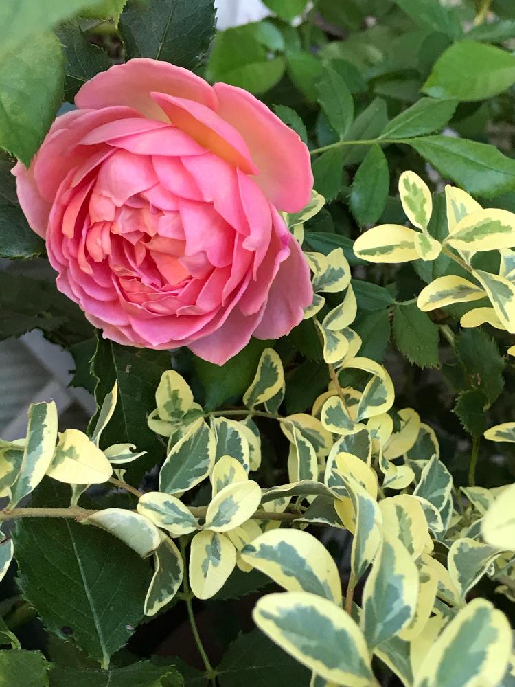 バラ ジュビリーセレブレーションの投稿画像 By Rosemaryさん 薔薇に合うと班入り葉と花でお出迎え 18月8月23日 Greensnap グリーンスナップ