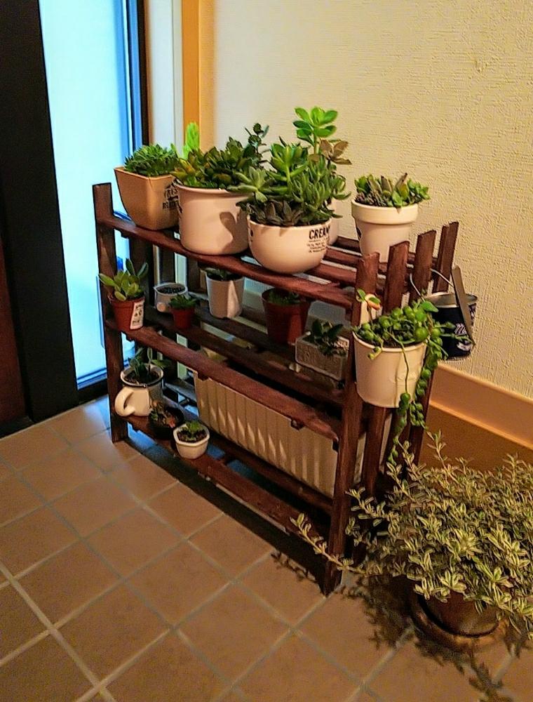 玄関の投稿画像 By のぶさん 100均アレンジと多肉植物と多肉植物初心者と多肉棚diyと100均アレンジと多肉植物と多肉植物初心者と多肉棚diy 18月8月23日 Greensnap グリーンスナップ Greensnap グリーンスナップ