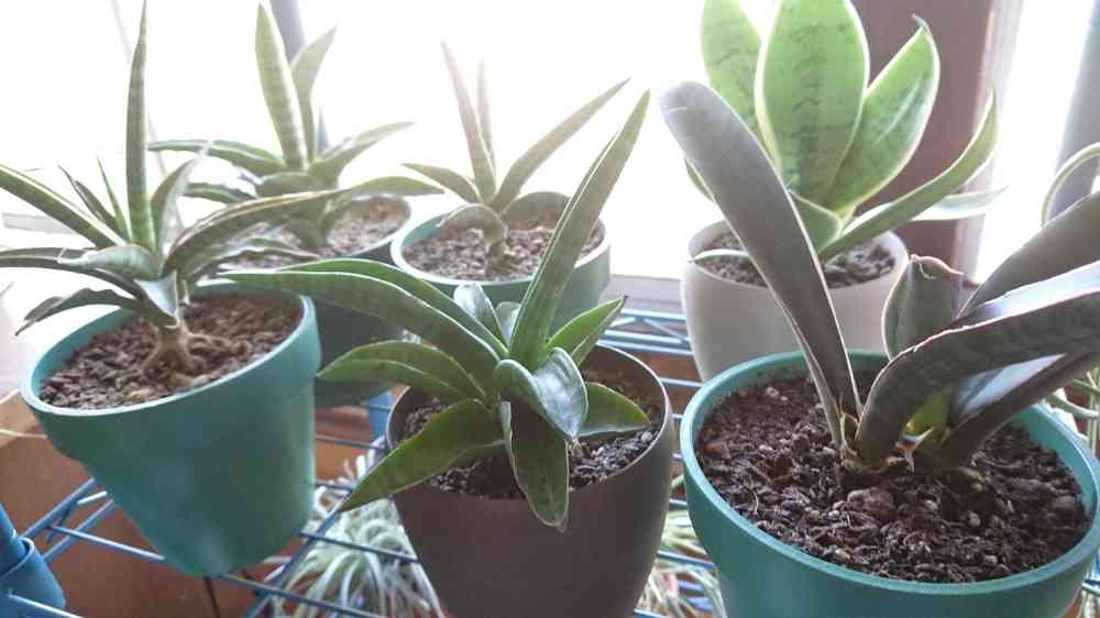 サンスベリア ハリー ベースボールバットの一覧|🍀GreenSnap サンスベリア ハリー ベースボールバットの一覧|🍀GreenSnap