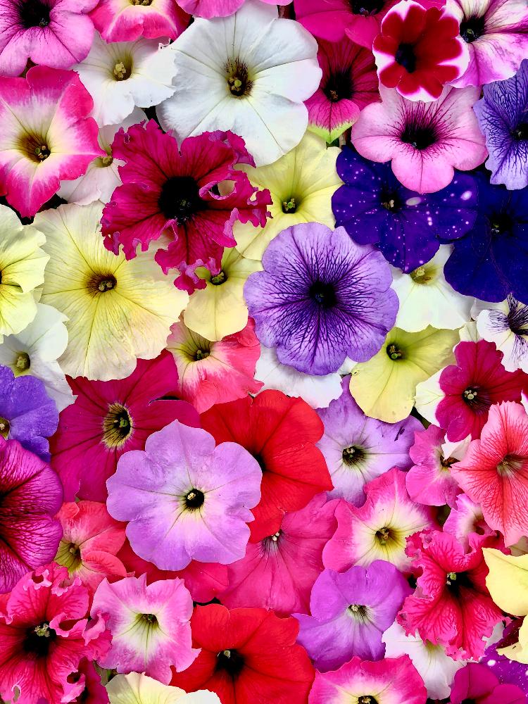スマホ撮影の投稿画像 By Kimikimiさん 壁紙と美花と春pic祭りと花