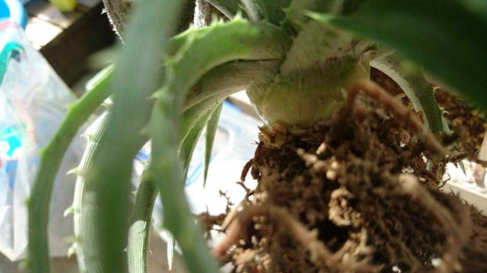 ディッキア分解してみた】｜🍀GreenSnap（グリーンスナップ）