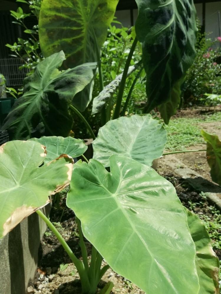 コロカシア イラストリスの投稿画像 By さなぎさん コロカシア ギガンテアとサトイモ 科 18月8月23日 Greensnap グリーンスナップ
