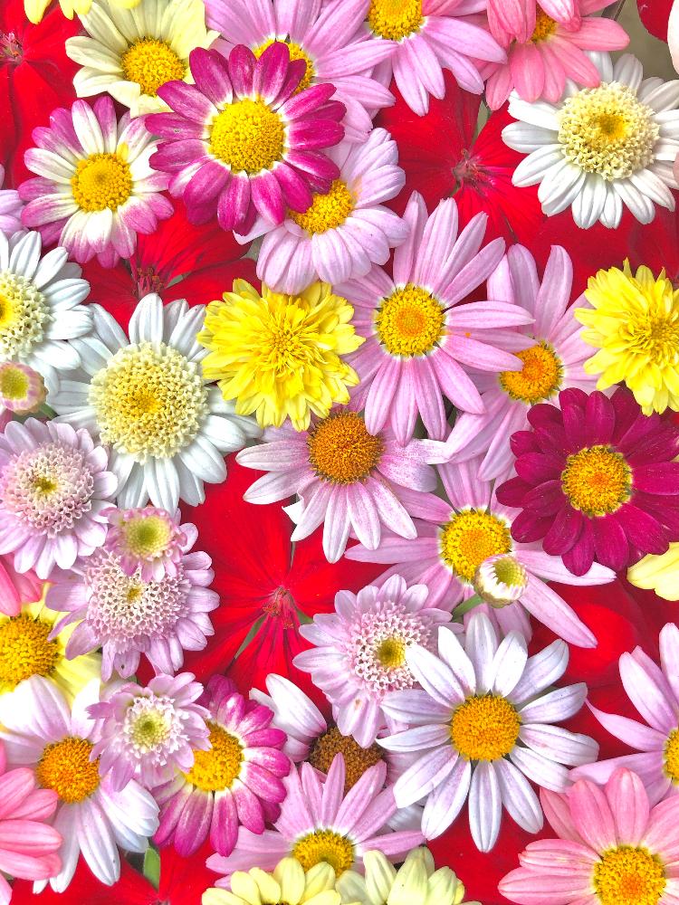 沢山のお花の投稿画像 By Kimikimiさん スマホ撮影と壁紙と真上から と美花とgs映えと春pic祭りと花遊びと壁花と綺麗なミドリと創作 18月8月23日 Greensnap グリーンスナップ