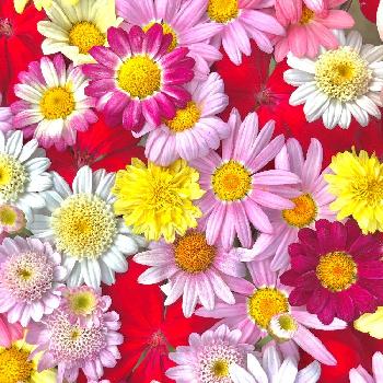 壁花の投稿画像一覧 Greensnap グリーンスナップ