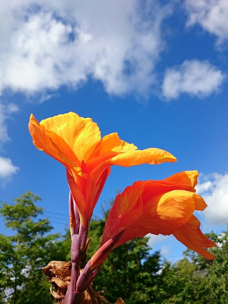 カンナ ワイオミングの投稿画像 By いたのかペリー さん 日当たりと草丈1センチと夏の花とオレンジの花と冬は銅葉と球根植物 18月8月23日 Greensnap グリーンスナップ