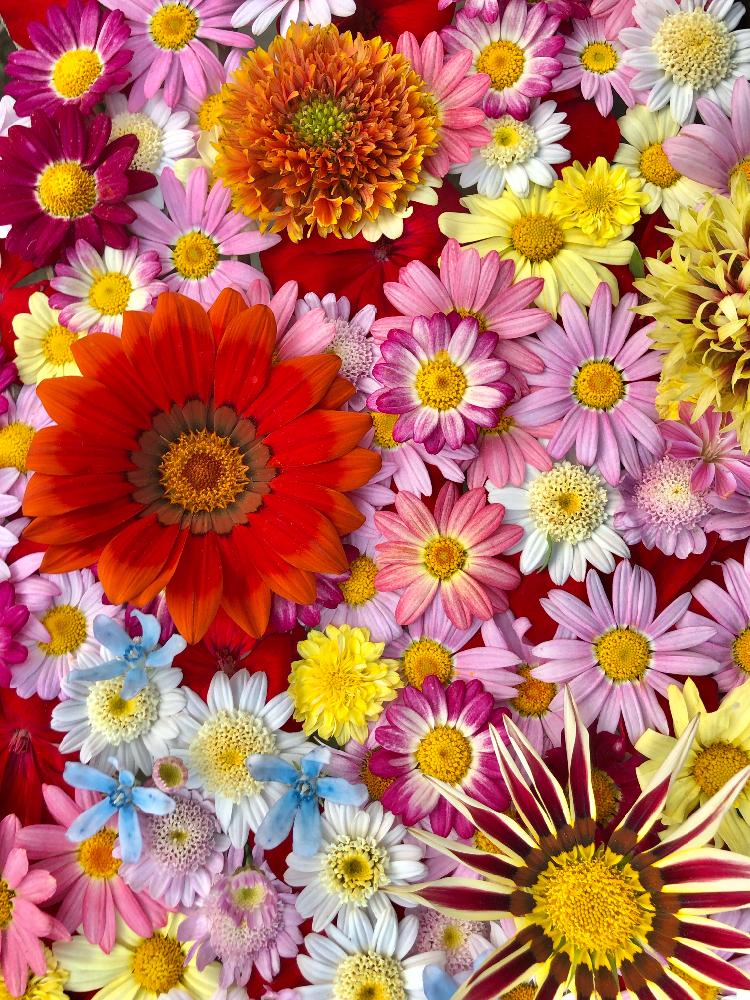 最新春 花 壁紙 スマホ 最高の花の画像