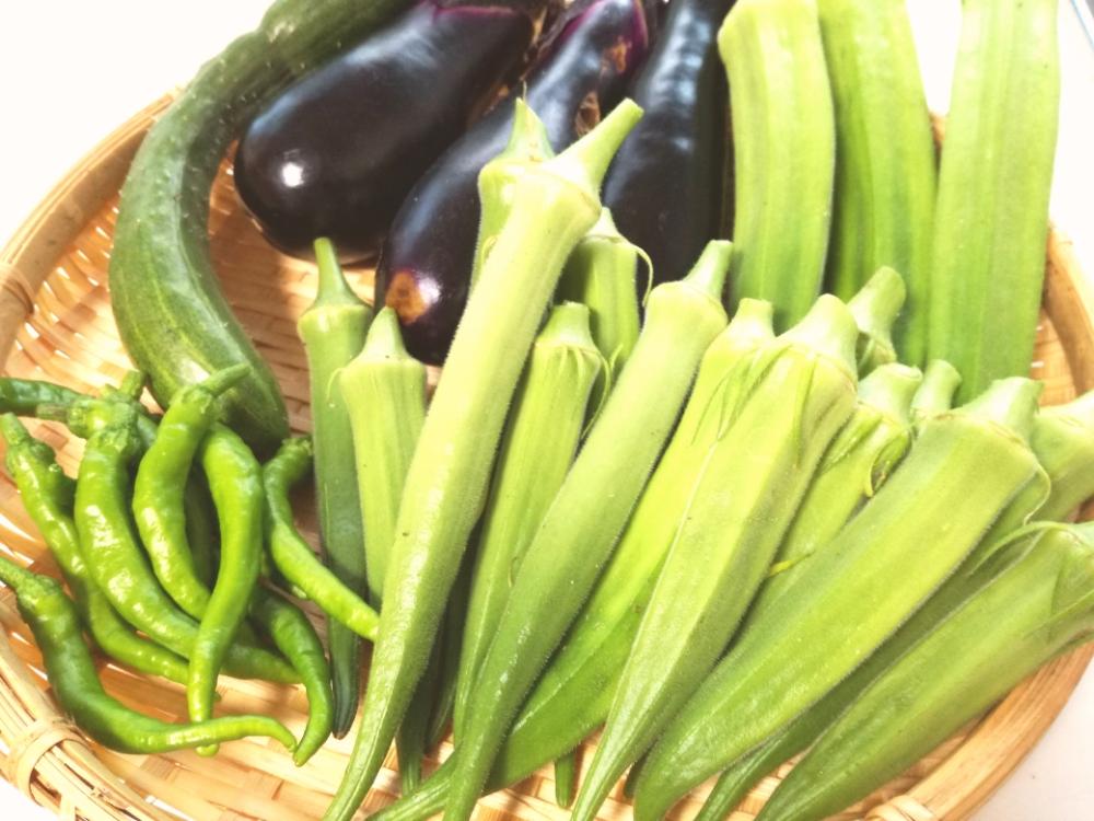 オクラの投稿画像 By ひなさん 巨大と収穫物と自家製ときゅうり栽培と家庭菜園と甘長とうがらしとオクラ栽培と農業と収穫とナス栽培と夏野菜とネバネバオクラ 18月8月23日 Greensnap グリーンスナップ