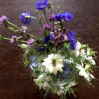 ドライフラワー制作の投稿画像一覧 Greensnap グリーンスナップ