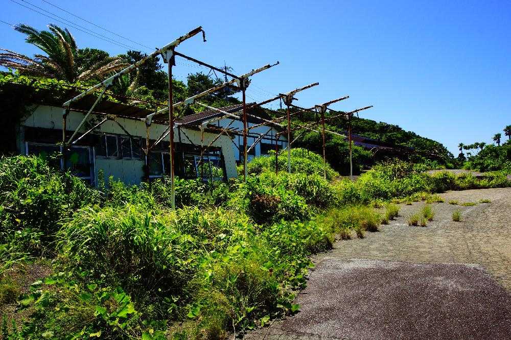滅びの美学Ⅲ 〜忘れられし緑の楽園へ行け編〜｜🍀GreenSnap（グリーン