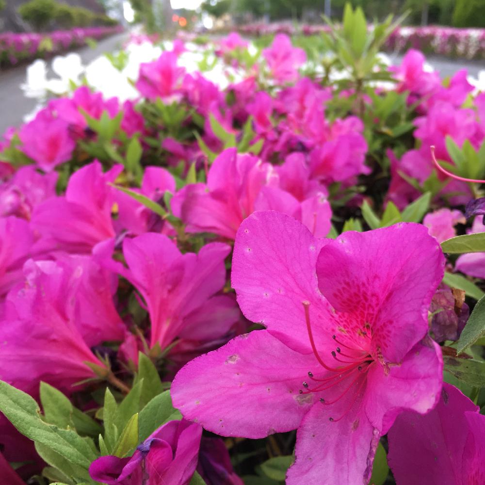 サツキの投稿画像 By りりこさん ピンクの花と歩道の植物とサツキ と道路沿いと元気に咲いてると近所と近所散歩と白い花と春pic祭り 18月8月23日 Greensnap グリーンスナップ