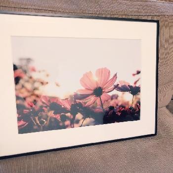 アートな写真の投稿画像一覧 Greensnap グリーンスナップ