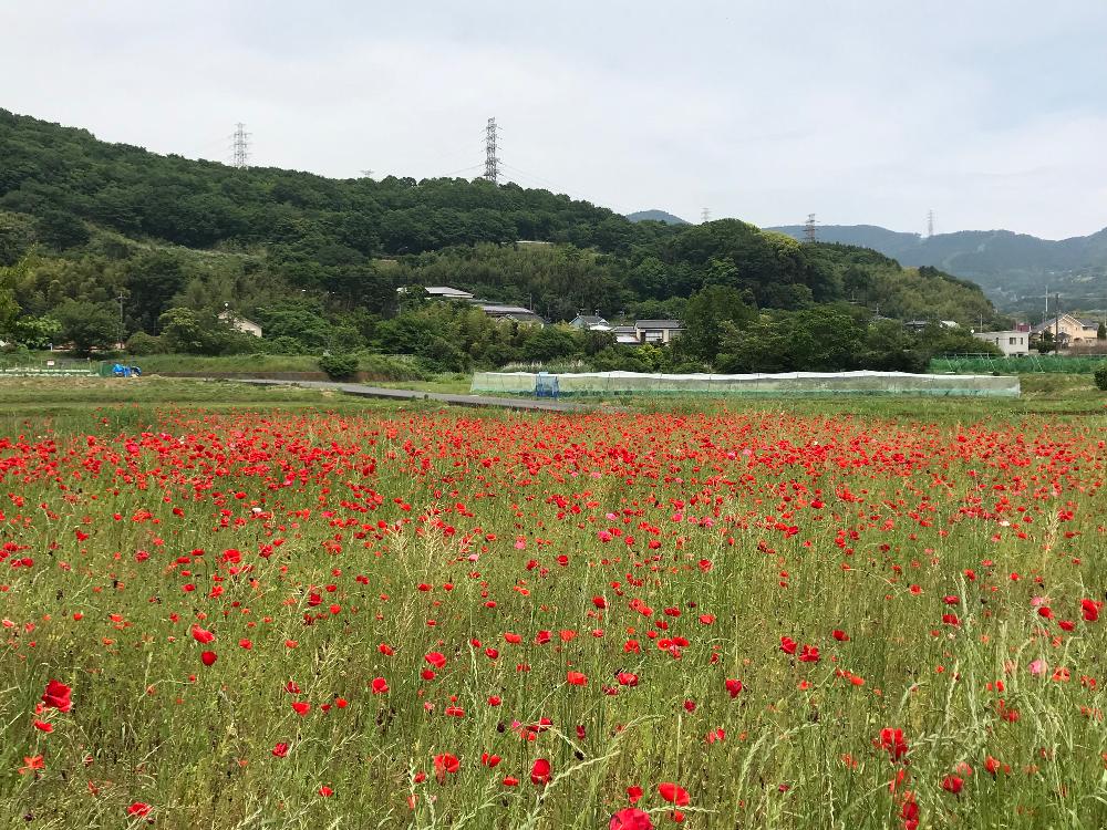 ポピーのお花畑の投稿画像 By たえポンさん 田原ふるさと公園とポピー と春pic祭りと花のある暮らしと神奈川県の風景 18月8月23日 Greensnap グリーンスナップ