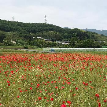 ポピーのお花畑の投稿画像一覧 Greensnap グリーンスナップ