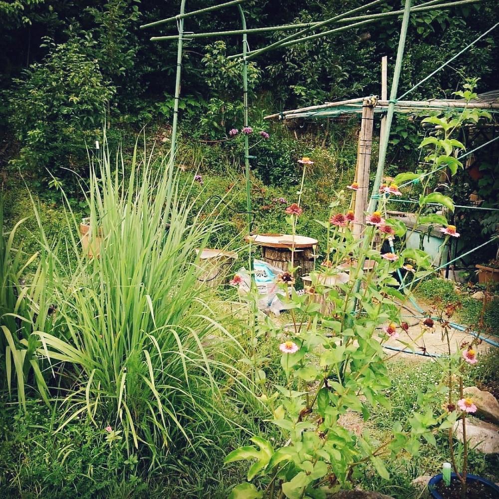 レモングラスの投稿画像 By きしっこさん ジニア 18月8月23日 Greensnap グリーンスナップ