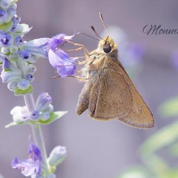 セセリチョウ科の投稿画像一覧 Greensnap グリーンスナップ