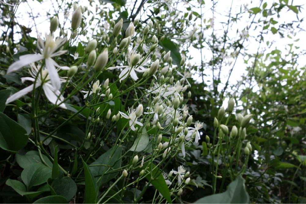 センニンソウの投稿画像 By Pabkaさん ツル性植物とキンポウゲ科と白い花とシベ美人と庭の宿根草 18月8月24日 Greensnap グリーンスナップ