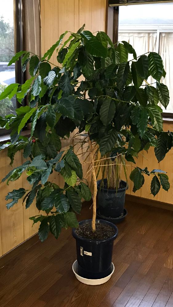 観葉植物の投稿画像 By Mikiさん コーヒーの木と実がなる植物と観賞用とうれしい と100均アレンジと癒し 18月8月24日 Greensnap グリーンスナップ