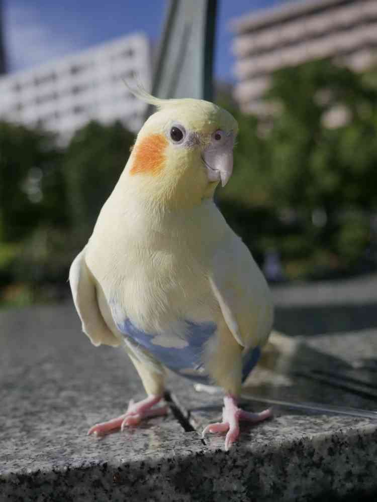 ゆず花さんの山下公園への投稿