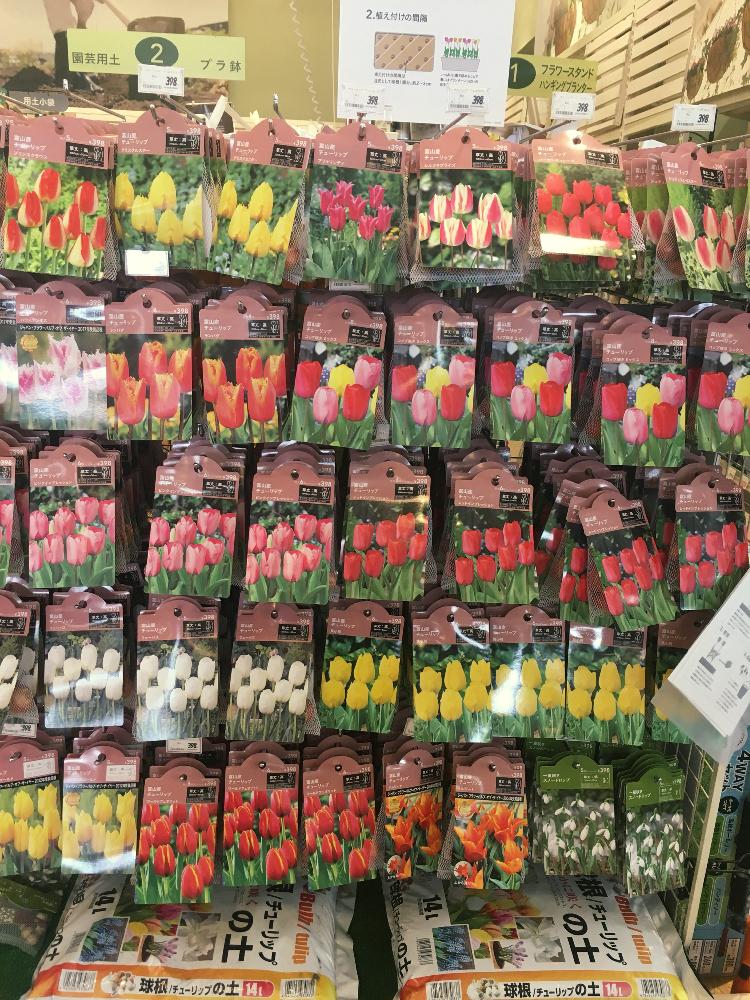 小さな庭の投稿画像 By カインズさん 春のお花とカインズと球根と彩りとホームセンターと花のある暮らしとかわいいとカインズ浦和美園店とカインズ ホームと春のお花とカインズと球根と彩りとホームセンターと花のある暮らしとかわいいとカインズ浦和美園店とカインズ