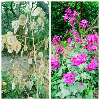 カラカラの画像 by Harkaさん | 広い庭とオオバンソウと花はいいねぇとカラカラと花のある暮らしと濃いピンクの花と地植え