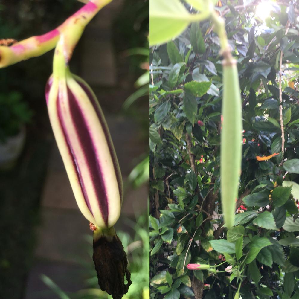 ナリヤランの実の投稿画像 By サムさん ホウライカガミの実 18月8月24日 Greensnap グリーンスナップ