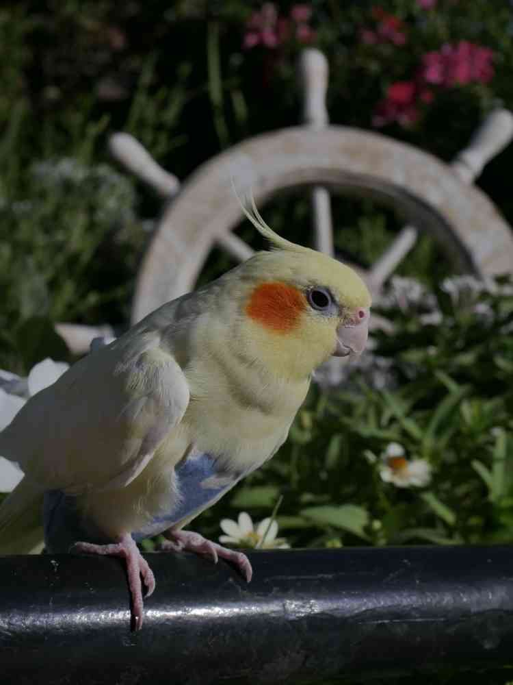 ゆず花さんの山下公園への投稿