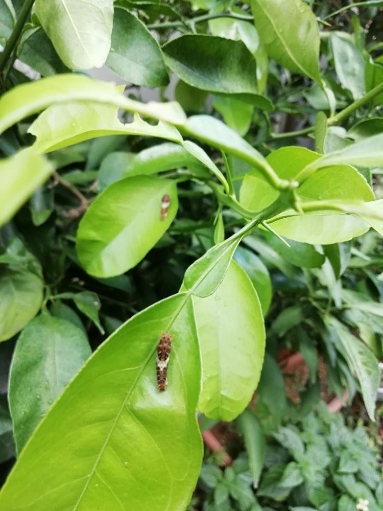 送料無料 激安 お買い得 キ゛フト 夏みかんの葉 160枚 葉 アゲハ 虫 餌