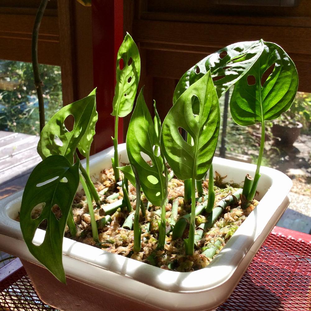 マドカズラの投稿画像 By 8787さん 観葉植物と植物のある暮らしと水苔挿しと植中毒と新芽 18月8月24日 Greensnap グリーンスナップ