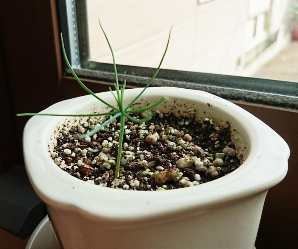 盆栽キットの投稿画像 By かまぼこさん 黒松盆栽と盆栽 18月8月24日 Greensnap グリーンスナップ