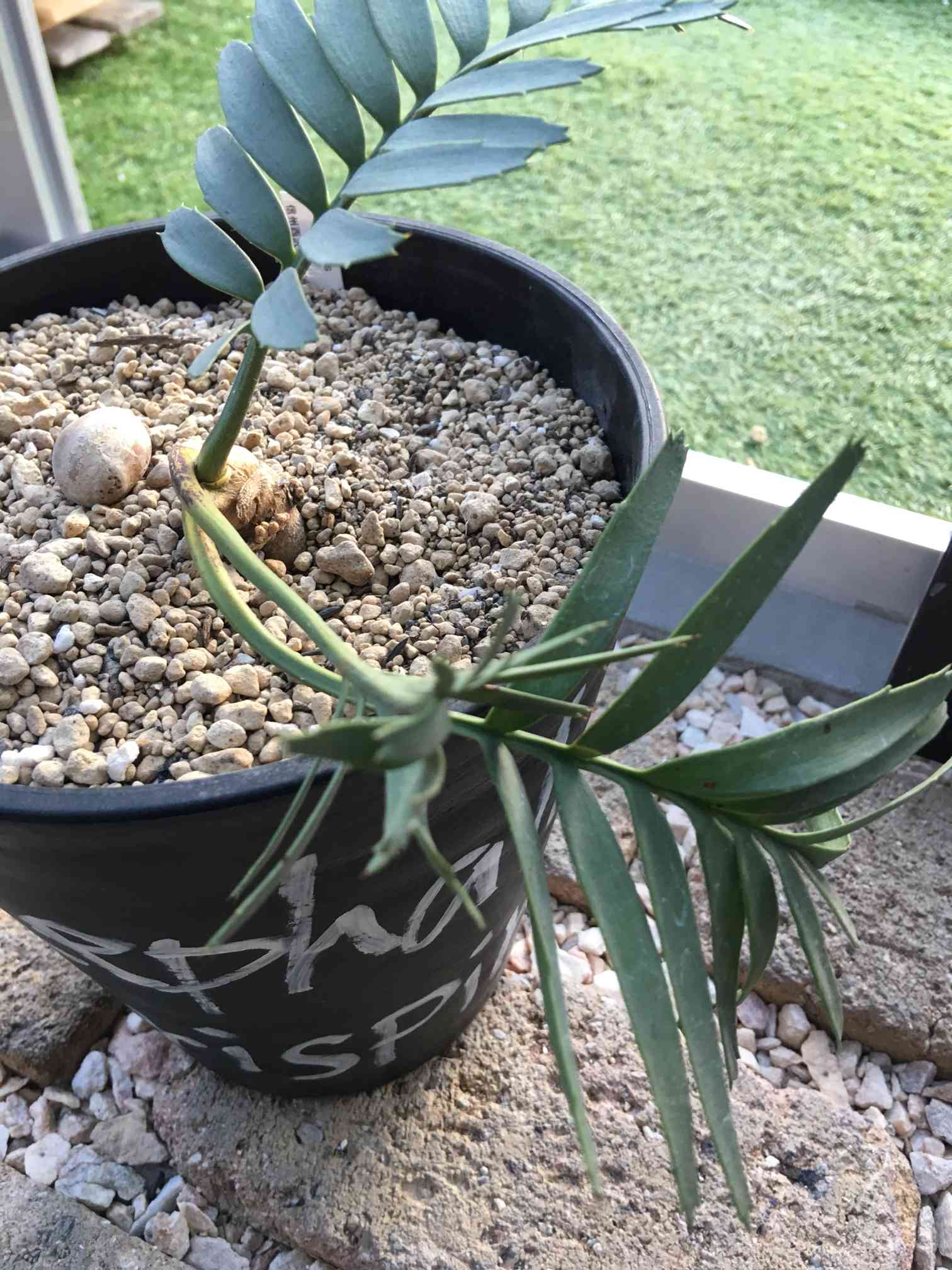 エンセファラルトス トリスピノーサスの一覧｜🍀GreenSnap（グリーン